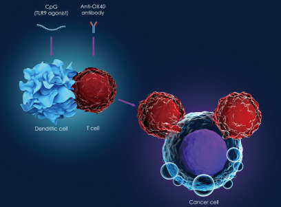 Preventing cancer cells from escaping the immune system – a promising new study