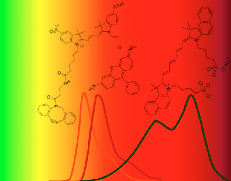 Discriminating between specific cell types derived from embryonic stem cells using fluorescent probes