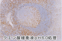 クエン酸緩衝液pH6.0処理